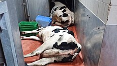 Spolek zveejnil okující zábry z jatek ve lunicích. Nepohyblivé krávy tahají...