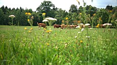 EKOFARMA Jaroslav Netík