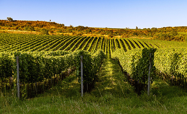 Svatomartinské víno letos dorazí s předstihem, ceny zůstávají na loňské úrovni