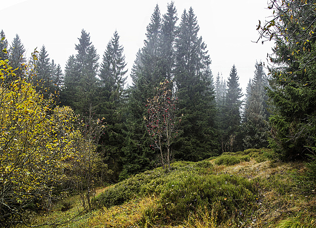 Pozstatek ledovcové morény v Peci pod Snkou v míst, kde zájemce usiloval o...