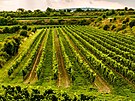 Vinohrady vinastv Znovn Znojmo