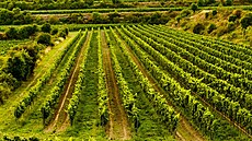 Vinohrady vinaství Znovín Znojmo