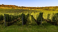 Vinohrady vinaství Znovín Znojmo