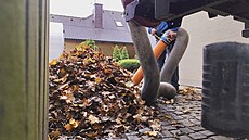 Kontrolní úklid listí ze soukromé zahrady v Chlumci nad Cidlinou (30. �íjna...