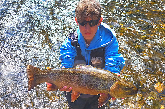 Max�v vysn�ný tyg�í pstruh