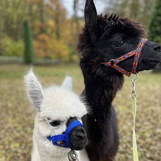 V chebské minizoo oplakávají ztrátu lamy alpaky, která uhynula kvli...