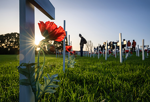 Proč slavíme Den válečných veteránů? Vlčí máky připomínají nejen oběti první světové války