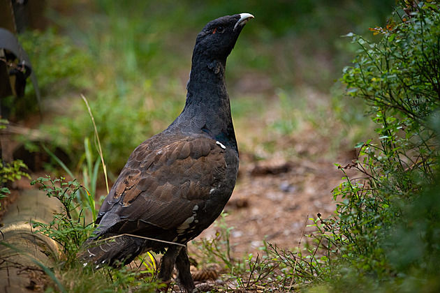 Celkem 52 tet�ev� hlu�c�, 27 samc� a 25 slepic, letos lesníci odchovali a...