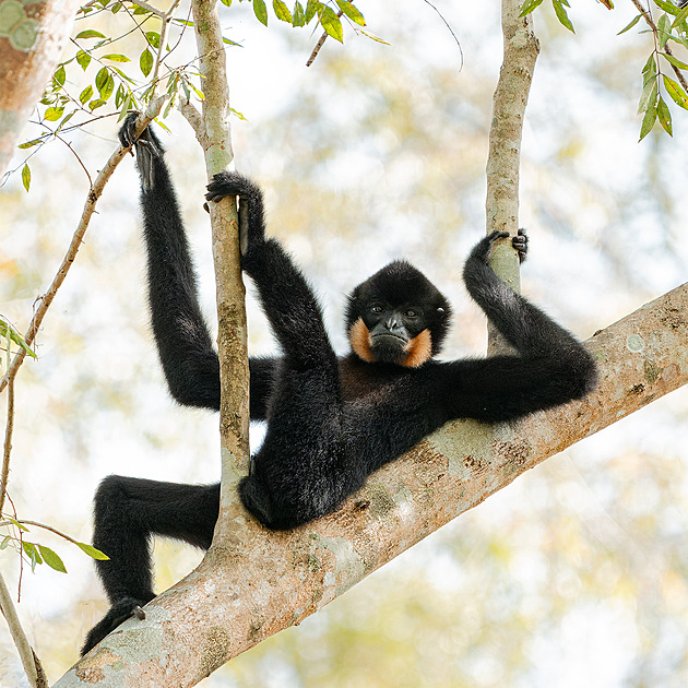 Zvířata jako komici. Mezinárodní soutěž ukazuje žertovnou přírodu