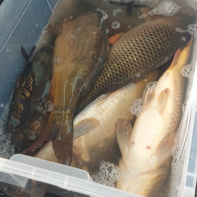 Cizinci plundrovali Nechranice přímo před strážci. Kapry házeli do boxu v autě