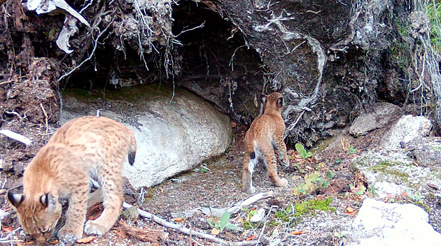 Dva mladí rysi prozkoumávají své prostedí.