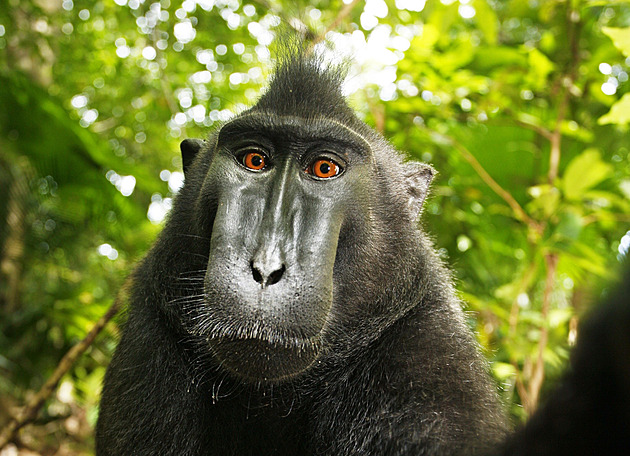 Kdo vlastní opičí selfie? Spor se táhl roky, makak přivedl fotografa na mizinu