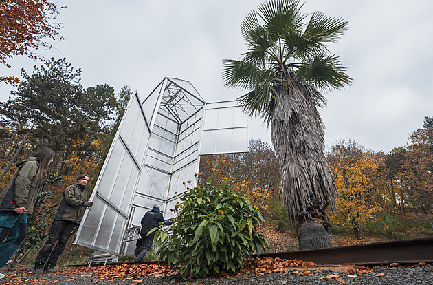 Chráněná před zimou. Šestimetrovou palmu ukryl unikátní skleník na kolečkách
