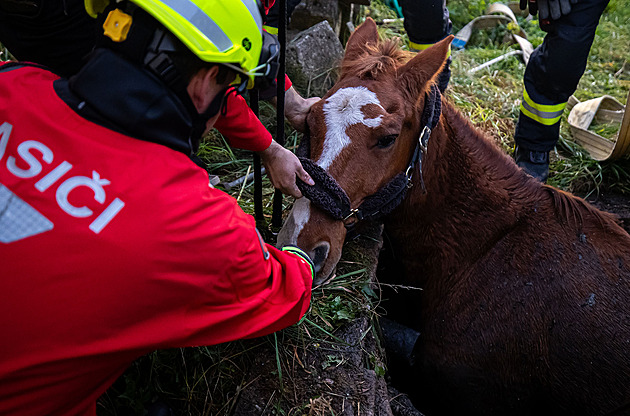Kůň zapadl po krk do jímky, koukala mu jen hlava. Hasiči ho vytáhli jeřábem