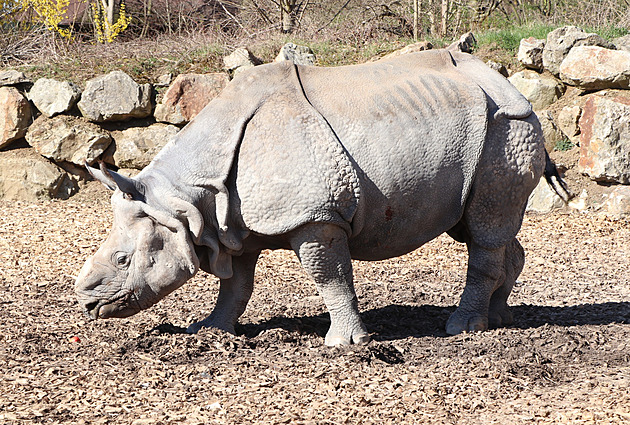 Plzeská zoo pila o nosoroce indického Baabuu, v úterý by oslavil 21....