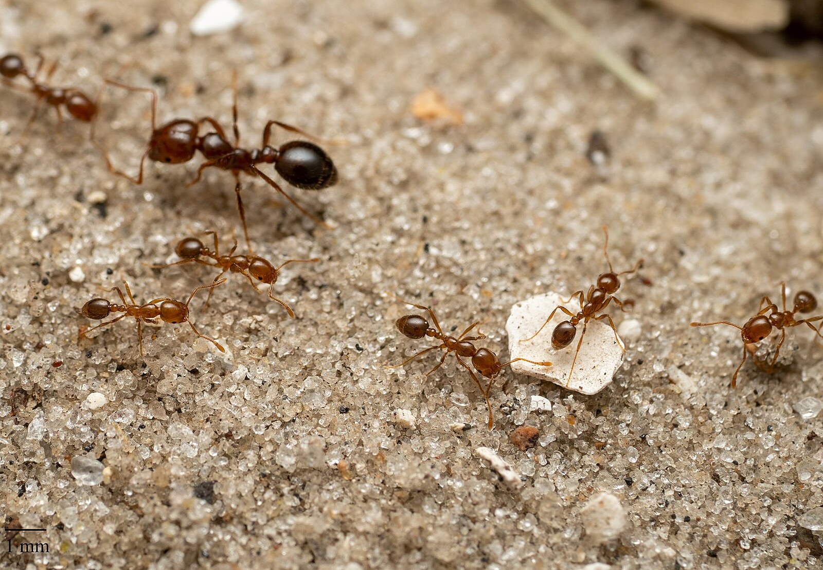 Žraví ohniví mravenci v Evropě. Dokážou zabít i tele, Itálie začala s hubením