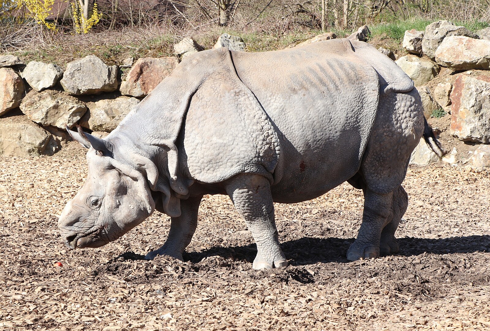 V zoo uhynul nosorožec indický Baabuu, očekává se ale narození jeho potomka