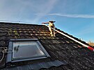 Koza vylezla na st�echu rodinn�ho domu na Liberecku.