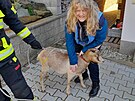 Koza vylezla na st�echu rodinn�ho domu na Liberecku.