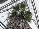 V Botanick zahrad v Maleicch vznikl kvli ochran vzcn palmy druhu...