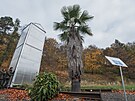 V Botanick zahrad v Maleicch vznikl kvli ochran vzcn palmy druhu...
