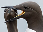 Spojují fotografický um, vlídný, ale nkdy té zlomyslný humor a apel na...