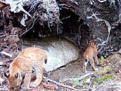 Dva mladí rysi prozkoumávají své prostedí.