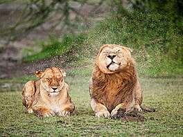 �Milá�ku, prosím, u� dost.� Název fotky Massima Feliciho je výmluvný. Grimasa...