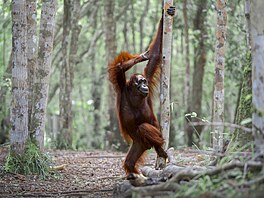 Sandra je nejstar�í orangutanka národního parku Tanjung na Borneu. Snímek...