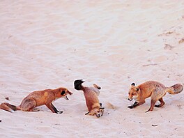 Paula Rustemeierová zachytila li��í breakdance souboj. V�etn� z�ejm� ne docela...