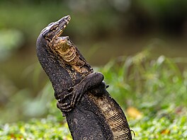 Výjev, který zachytila v Singapuru Jessica Emmettová, sice m��e vyhlí�et...
