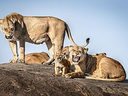 Breta Saalwaechtera vyslala do finále jeho fotka vyzubené lví rodiny.