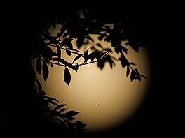 Pavouk se svou sítí s pozadím v podob� listopadového superúpl�ku zachycený v...