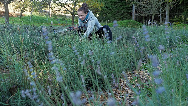 V Rozsoch�ch m� p�stitelka pol��ko ��taj�c� n�kolik stovek levandulov�ch ke��k�.