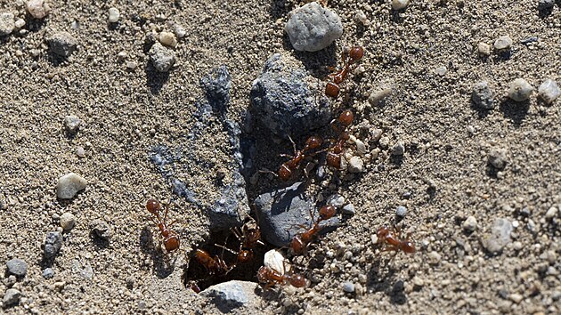 Smrt�c� mravenec ohniv�. (19. dubna 2023)