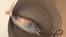 Rybka nechtla spolknutou návnadu pustit.