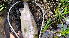 Pstruh duhový 51 cm chycený na Oh�i