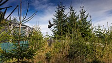 Celkem 52 tet�ev� hlu�c�, 27 samc� a 25 slepic, letos lesníci odchovali a...