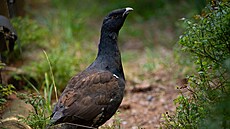 Celkem 52 tetev hluc, 27 samc a 25 slepic, letos lesníci odchovali a...