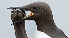 Spojují fotografický um, vlídný, ale nkdy té zlomyslný humor a apel na...