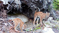 Rysice Alva s jedním ze svých dvou mlá�at.