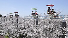 Jednokolejná lanovka nad sakurovými kv�ty v v d�tském parku ve m�st� Nagoja v...