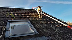 Koza vylezla na st�echu rodinného domu na Liberecku.