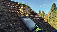 Koza vylezla na st�echu rodinného domu na Liberecku.