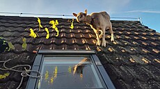 Koza vylezla na st�echu rodinného domu na Liberecku.