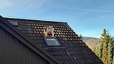 Koza vylezla na st�echu rodinného domu na Liberecku.