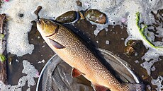 Pstruh m�l p�es 60 centimetr�.