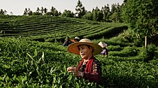 Z �ajových plantá�í putuje nejen zelený �aj do celého sv�ta a nejednomu z...