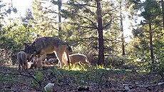 Vlci v Kalifornii vadí farmám. Nkolik zvíat museli utratit