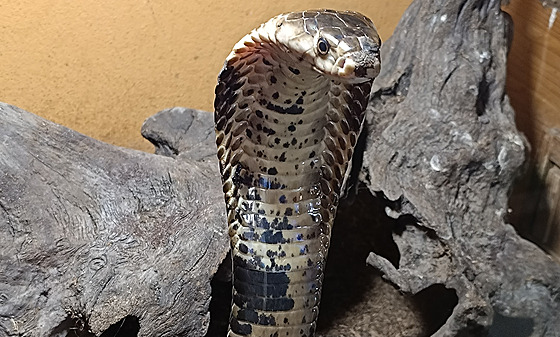 Kobra quinejská je unikátní druh, popsaný teprve v roce 2018. Dvorská zoo je...